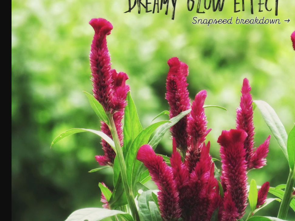 Pink flowers against a dreamy green background photographed and edited by CamEdict