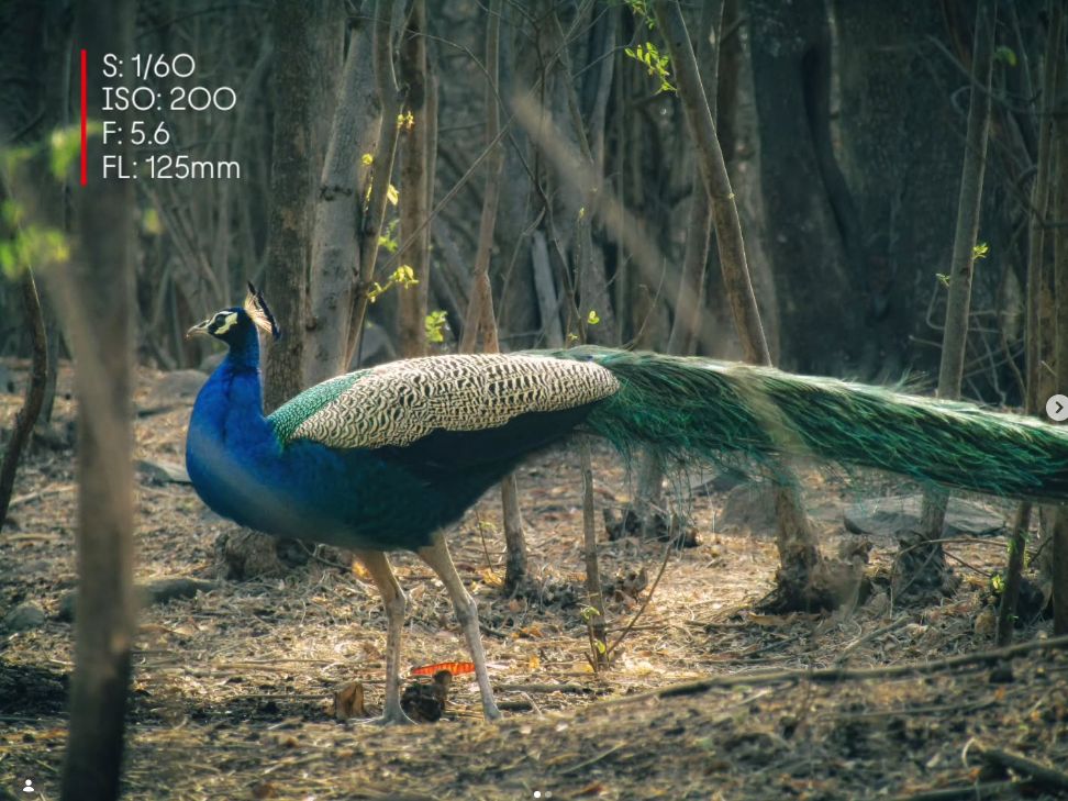 Peacock moving through woodland photographed by CamEdict