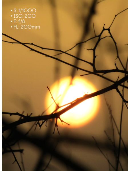 Golden sun framed through dark branches, photographed by CamEdict